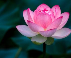 test sản phẩm